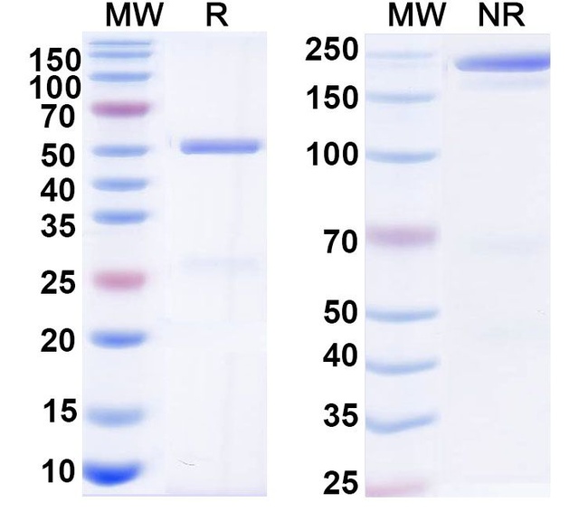 OST 577 Antibody in SDS-PAGE (SDS-PAGE)