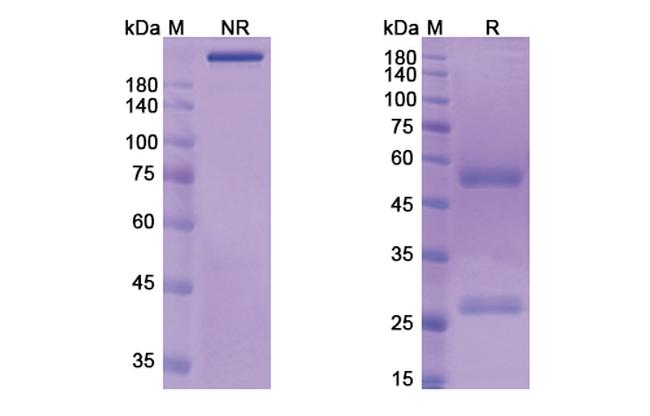 MUC1 (CMB-401 Biosimilar) Antibody in SDS-PAGE (SDS-PAGE)