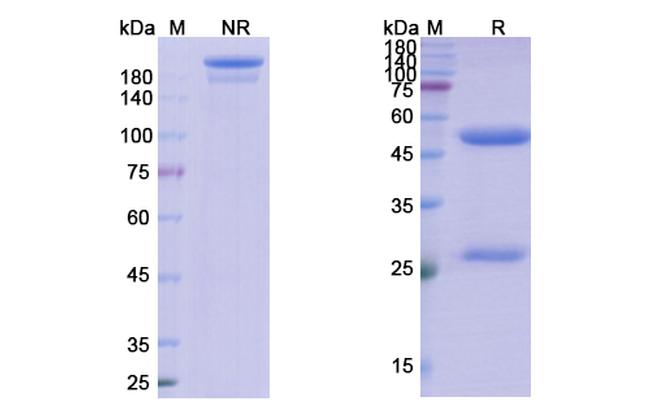 TNF alpha (CDP571 Biosimilar) Antibody in SDS-PAGE (SDS-PAGE)