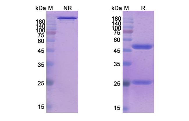 Tenatumomab Antibody in SDS-PAGE (SDS-PAGE)