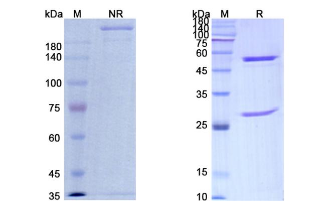 MUC1 (Sontuzumab Biosimilar) Antibody in SDS-PAGE (SDS-PAGE)