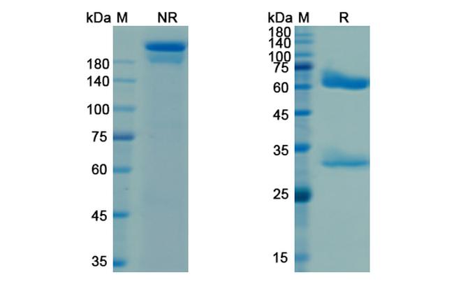 Lipoteichoic Acid (Pagibaximab Biosimilar) Antibody in SDS-PAGE (SDS-PAGE)
