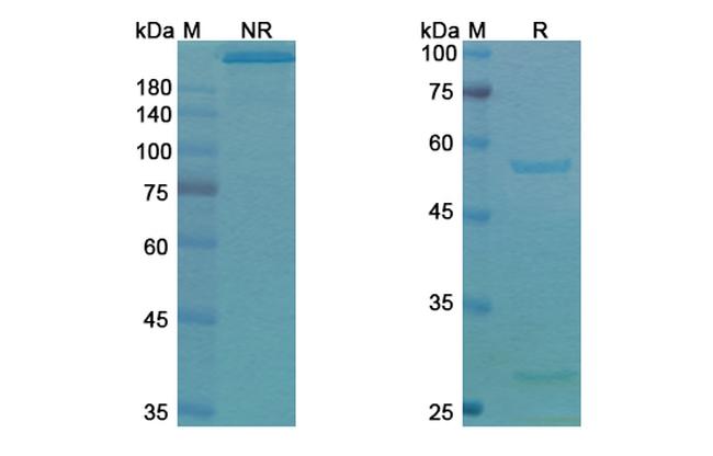 EpCAM (CD326) (Tucotuzumab Biosimilar) Antibody in SDS-PAGE (SDS-PAGE)
