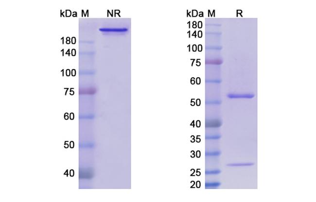 ITGA5/ITGB1 (Volociximab Biosimilar) Antibody in SDS-PAGE (SDS-PAGE)