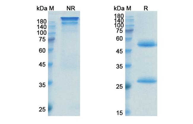 Inotuzumab Humanized Antibody in SDS-PAGE (SDS-PAGE)