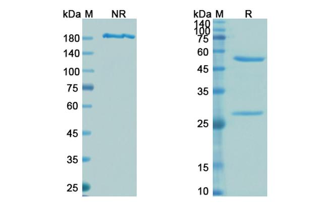 Tefibazumab Humanized Antibody in SDS-PAGE (SDS-PAGE)