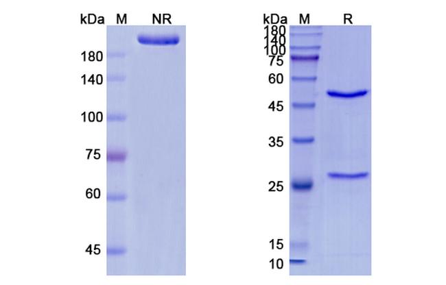 Shiga toxin 2 (Urtoxazumab Biosimilar) Antibody in SDS-PAGE (SDS-PAGE)