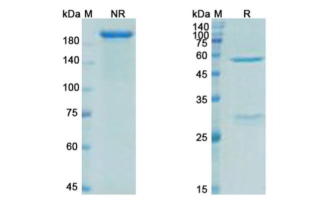 Ganglioside GD3 (Ecromeximab Biosimilar) Antibody in SDS-PAGE (SDS-PAGE)
