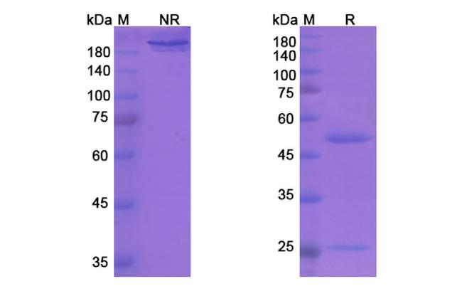 Vapaliximab Chimeric Antibody in SDS-PAGE (SDS-PAGE)