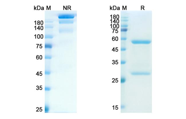 CD18 (Erlizumab Biosimilar) Antibody in SDS-PAGE (SDS-PAGE)