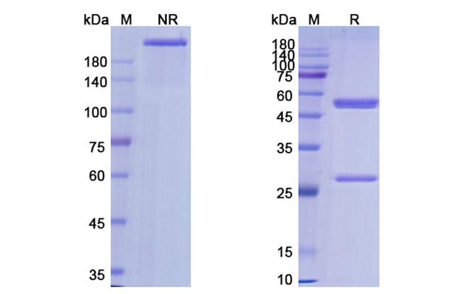 Lemalesomab Antibody in SDS-PAGE (SDS-PAGE)