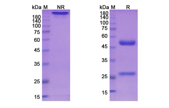 Bivatuzumab Humanized Antibody in SDS-PAGE (SDS-PAGE)
