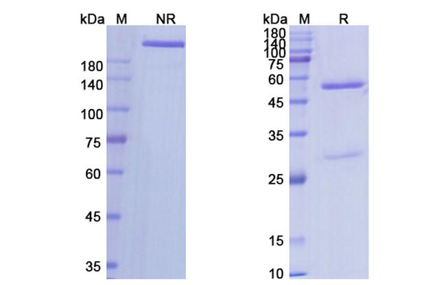 Robatumumab Antibody in SDS-PAGE (SDS-PAGE)