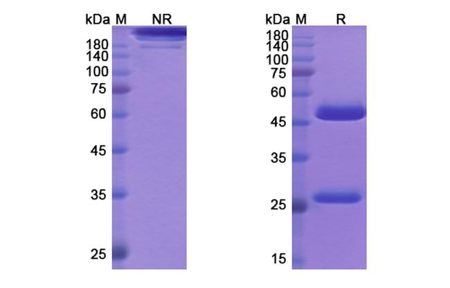 Solanezumab Humanized Antibody in SDS-PAGE (SDS-PAGE)
