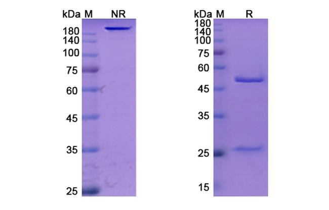 MUC1 (Epitumomab Biosimilar) Antibody in SDS-PAGE (SDS-PAGE)