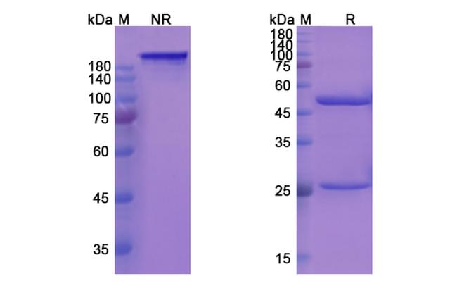 Rovelizumab Humanized Antibody in SDS-PAGE (SDS-PAGE)