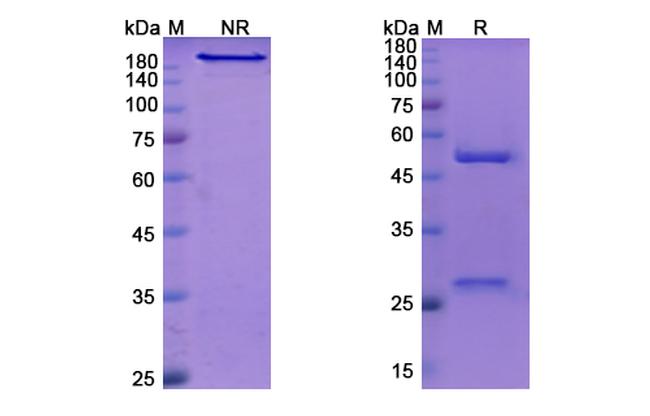 Faralimomab Antibody in SDS-PAGE (SDS-PAGE)