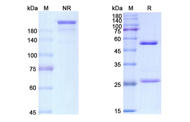 Atorolimumab Antibody in SDS-PAGE (SDS-PAGE)