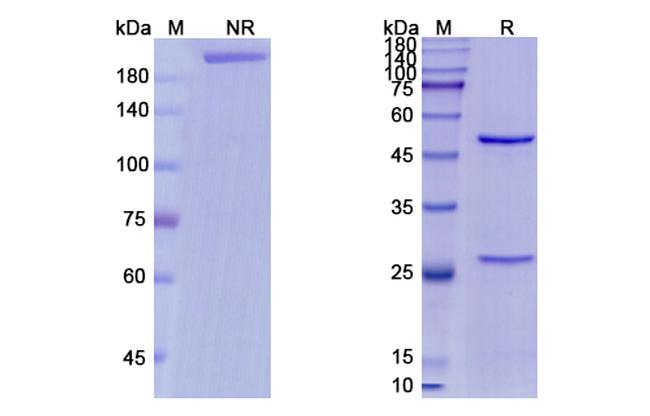 Minretumomab Antibody in SDS-PAGE (SDS-PAGE)