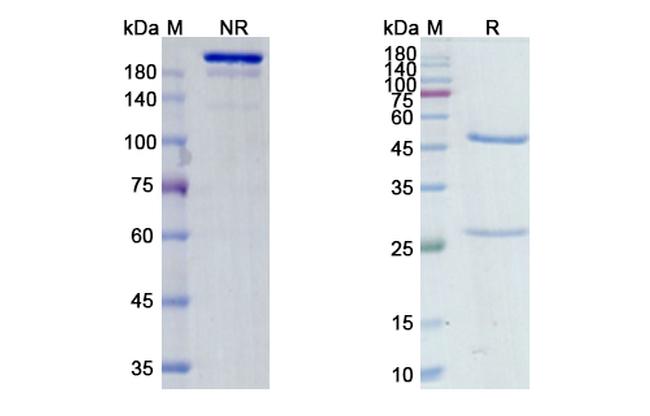 Morolimumab Antibody in SDS-PAGE (SDS-PAGE)