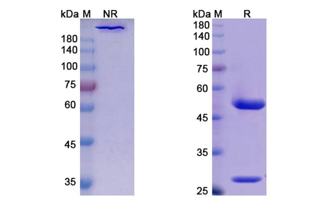 Detumomab Antibody in Western Blot (WB)