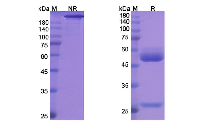 Maslimomab Antibody in SDS-PAGE (SDS-PAGE)