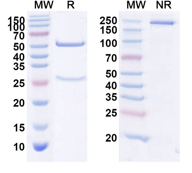 Telimomab Antibody in SDS-PAGE (SDS-PAGE)