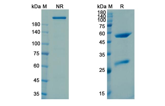Intetumumab Antibody in SDS-PAGE (SDS-PAGE)