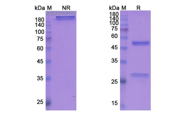 IL-22 (Fezakinumab Biosimilar) Antibody in SDS-PAGE (SDS-PAGE)