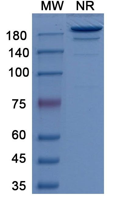 Girentuximab Chimeric Antibody in SDS-PAGE (SDS-PAGE)