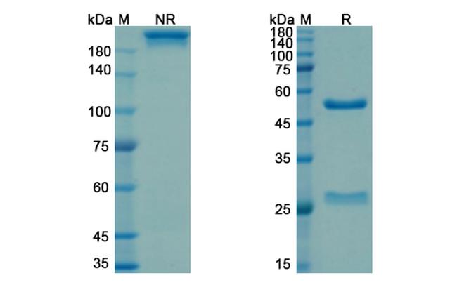 Drozitumab Antibody in SDS-PAGE (SDS-PAGE)