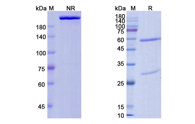 Foralumab Antibody in SDS-PAGE (SDS-PAGE)