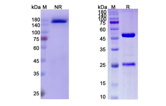 Enokizumab Humanized Antibody in SDS-PAGE (SDS-PAGE)