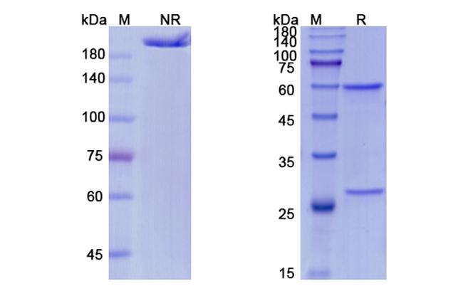 Fulranumab Antibody in SDS-PAGE (SDS-PAGE)