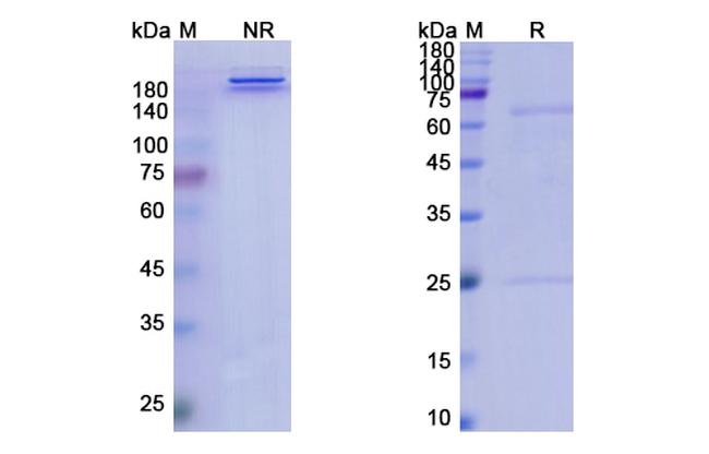 Ponezumab Humanized Antibody in SDS-PAGE (SDS-PAGE)