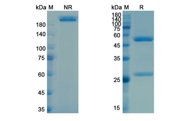 Neuropilin 1 (CD304) (Vesencumab Biosimilar) Antibody in SDS-PAGE (SDS-PAGE)