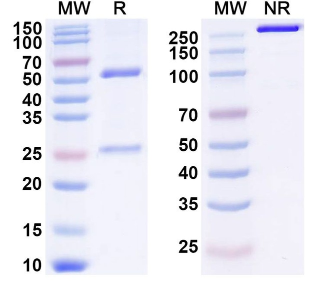 Brodalumab Antibody in SDS-PAGE (SDS-PAGE)
