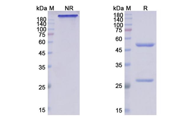 Crenezumab Humanized Antibody in SDS-PAGE (SDS-PAGE)