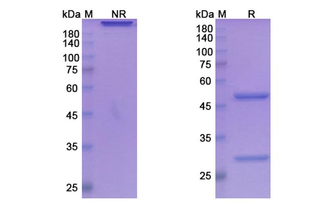 HGF (Ficlatuzumab Biosimilar) Antibody in SDS-PAGE (SDS-PAGE)