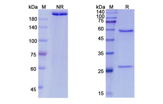 TNF beta (Pateclizumab Biosimilar) Antibody in SDS-PAGE (SDS-PAGE)