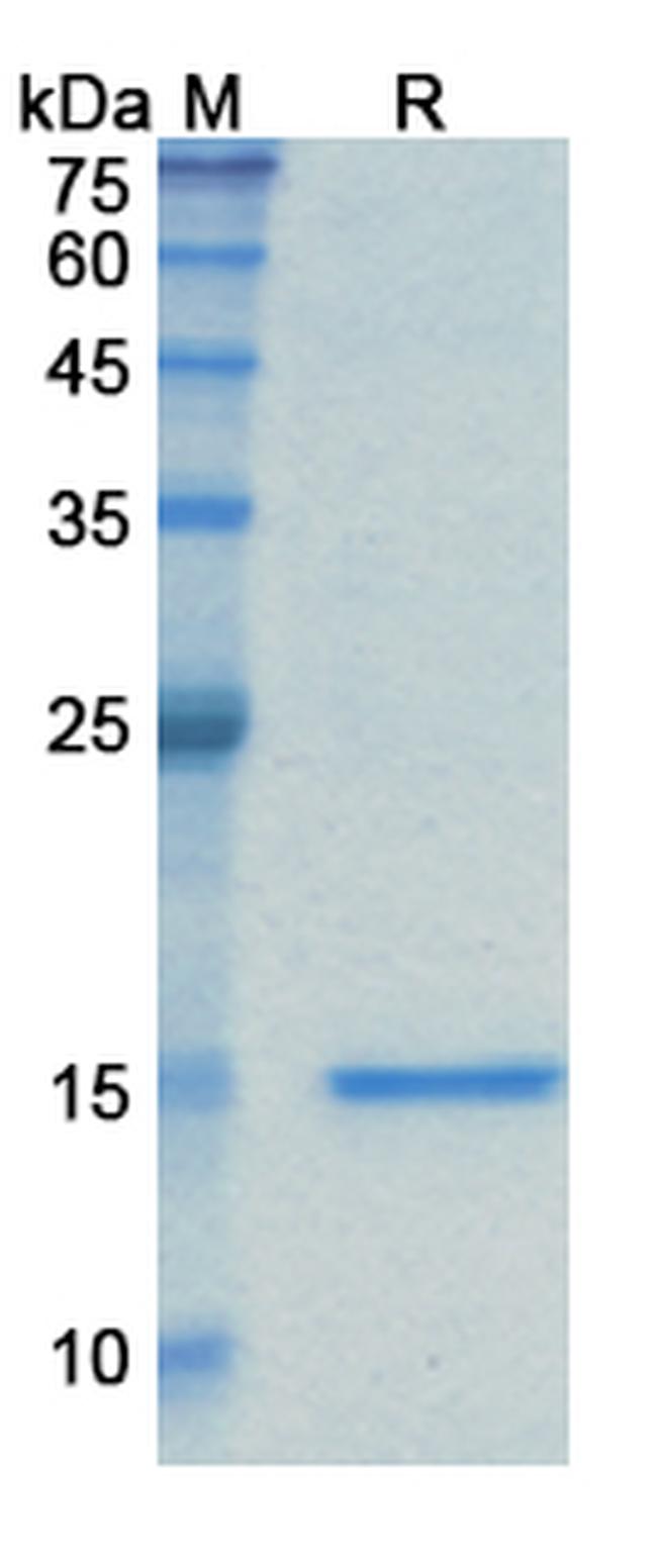 Caplacizumab Humanized Antibody in SDS-PAGE (SDS-PAGE)