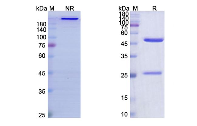 Flanvotumab Antibody in SDS-PAGE (SDS-PAGE)