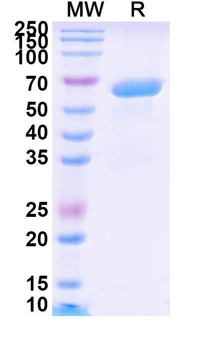 Solitomab Antibody in SDS-PAGE (SDS-PAGE)