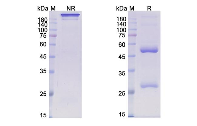 Her-3 (ErbB3) (Patritumab Biosimilar) Antibody in SDS-PAGE (SDS-PAGE)