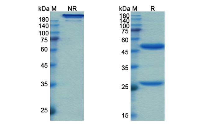 NGF (Fasinumab Biosimilar) Antibody in SDS-PAGE (SDS-PAGE)