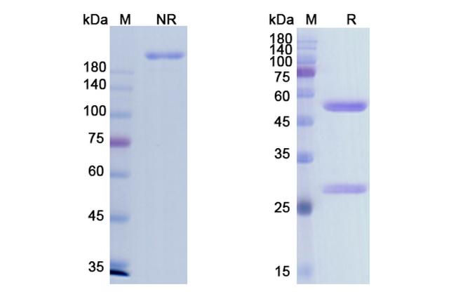 Imgatuzumab Humanized Antibody in SDS-PAGE (SDS-PAGE)