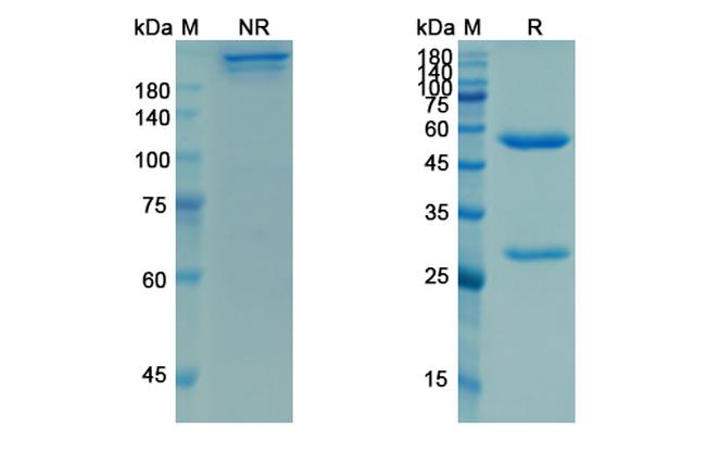 Ligelizumab Humanized Antibody in SDS-PAGE (SDS-PAGE)
