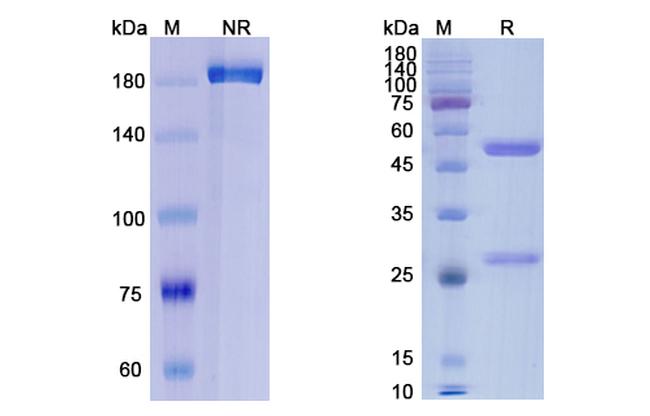 Orticumab Antibody in SDS-PAGE (SDS-PAGE)