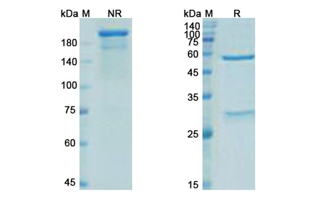 EGFL7 (Parsatuzumab Biosimilar) Antibody in SDS-PAGE (SDS-PAGE)