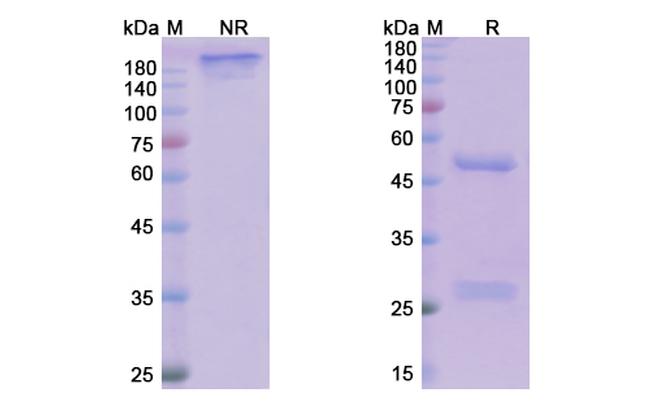 Tildrakizumab Humanized Antibody in SDS-PAGE (SDS-PAGE)